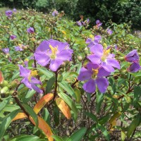 Osbeckia aspera Blume